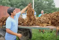 Tabacaleros perdieron toda la cosecha por el agua y piden que se declare la emergencia