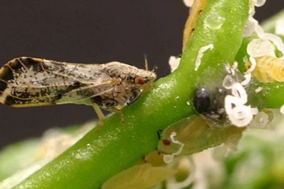 Hay que coordinar las luchas contra el HLB