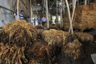 El sector tabacalero sufrió daños irrecuperables a causa de las tormentas en el sur