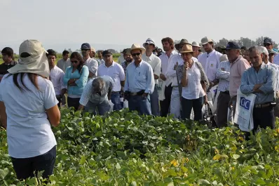 La Estación Experimental realizará mañana un día de campo de soja, maíz y poroto