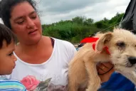 Asisten a las mascotas que sufrieron las consecuencias de las inundaciones en el sur