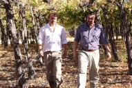 Tucumán debe extremar los controles para proteger sus viñedos de la “polilla de la vid”