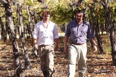 Tucumán debe extremar los controles para proteger sus viñedos de la “polilla de la vid”