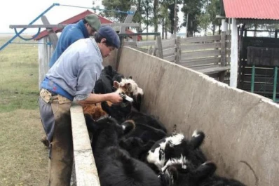 El INTA desarrolló una vacuna de ADN contra “herpes bovino”