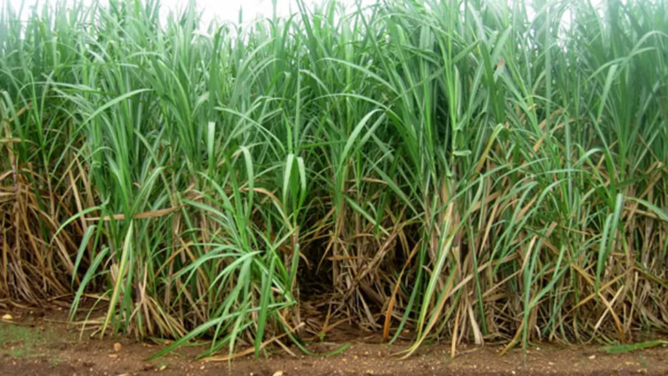 Los delincuentes ingresaron a pie a un cañaveral y pudieron eludir a la Policía. ARCHIVO LA GACETA