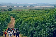 Desde 2012, el HLB no ha dejado de avanzar en el NEA, precisamente en Misiones