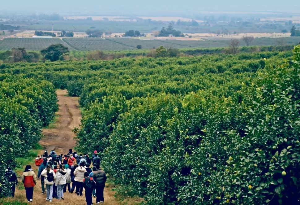 EL DESAFÍO. La Provincia de Tucumán debe hacer todos los esfuerzos necesarios para asegurar que la enfermedad y su vector no ingresen a las fincas locales.