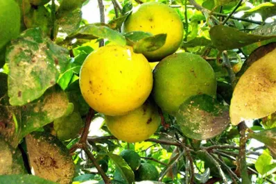 Afinoa exige apego al aspecto técnico más que al comercial