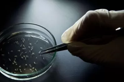 Las consecuencias del zika pueden minar décadas de desarrollo social