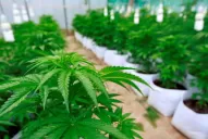 Los siete puntos principales de la ley del cannabis medicinal que promulgó hoy el Gobierno