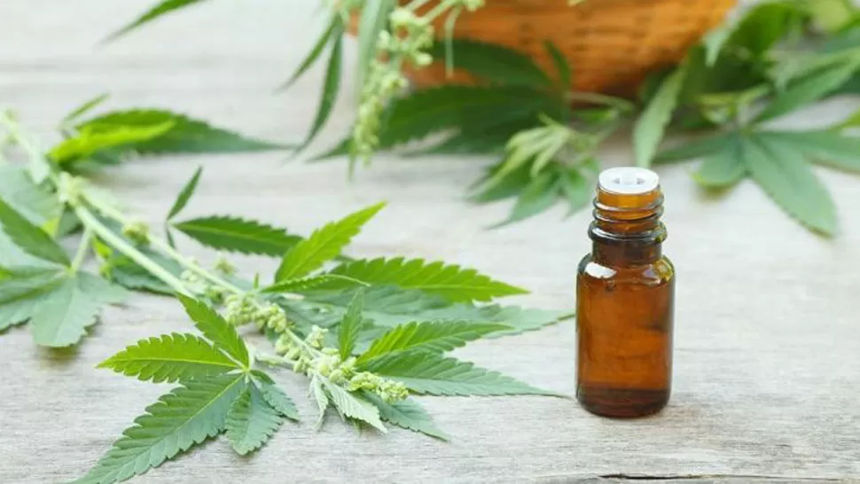 ACEITE DE CANNABIS. foto tomada de Diario de Cuyo