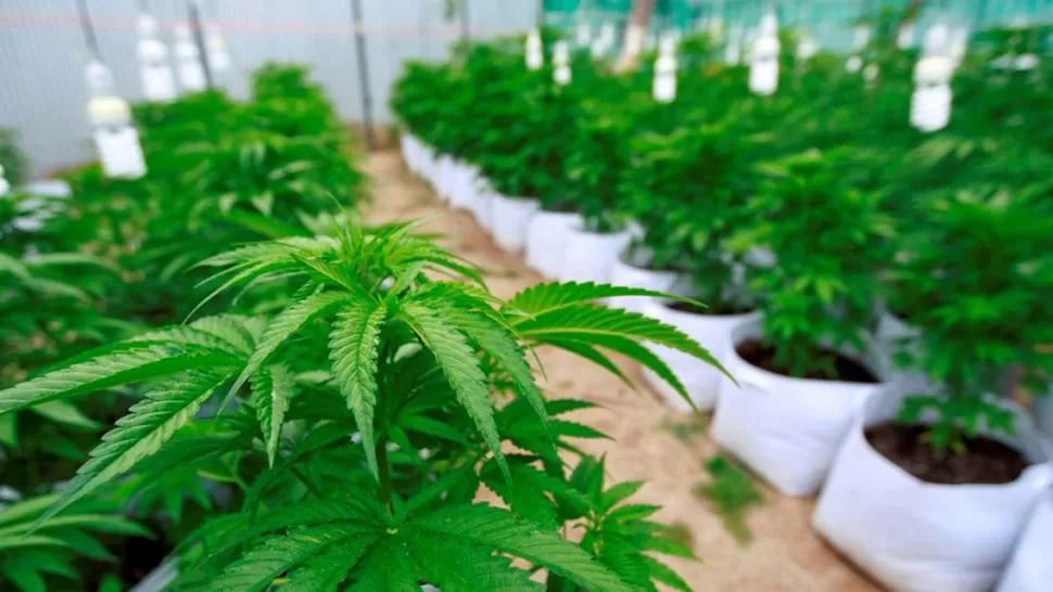 PLANTAS DE MARIHUANA. De estas plantas se extrae el aceite medicinal. FOTO TOMADA DE DIARIO 4V