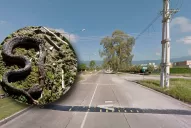 Temor en Yerba Buena por la aparición de víboras yarará: mataron a un perro y a un gato