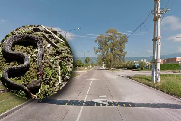 Temor en Yerba Buena por la aparición de víboras yarará: mataron a un perro y a un gato