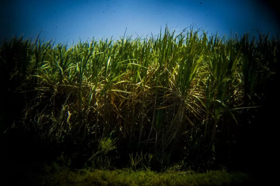  -MEJORARÁN. la calidad de los cañaverales presenta una gran variabilidad por la incidencia de los factores climáticos.