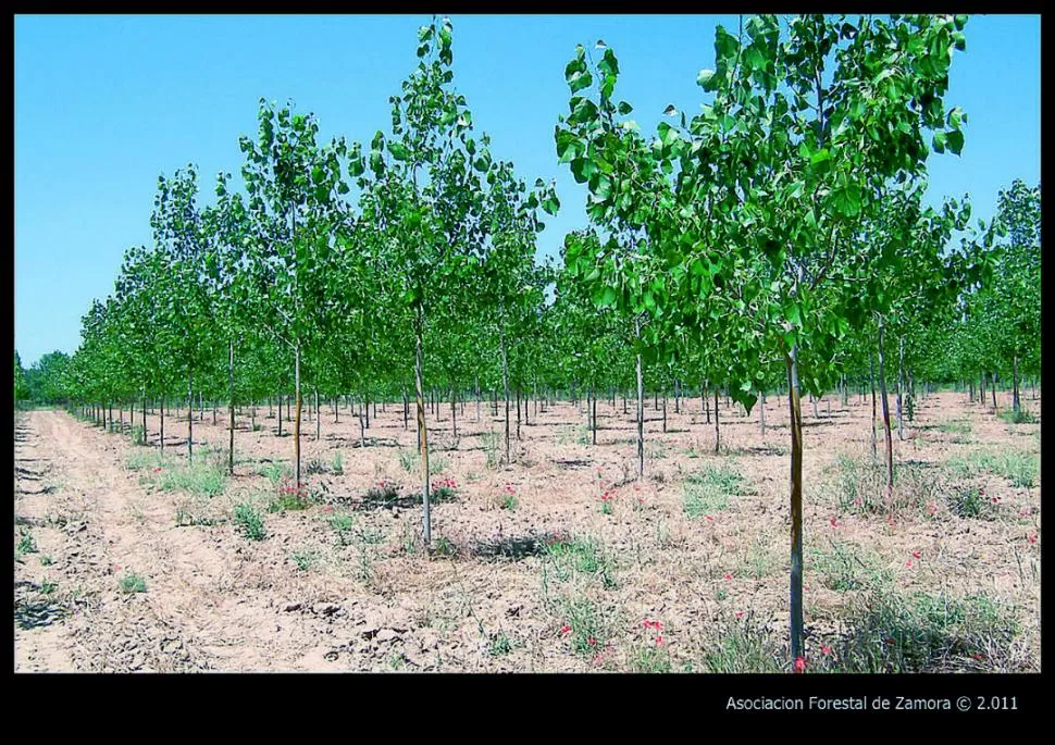 ÁRBOLES. La forestación es una inversión que produce buenos dividendos. 