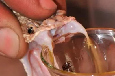 Cómo evitar accidentes con víboras venenosas y qué hacer si te muerde una