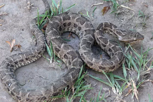 Por qué aparecen víboras yarará en jardines de las casas de Yerba Buena