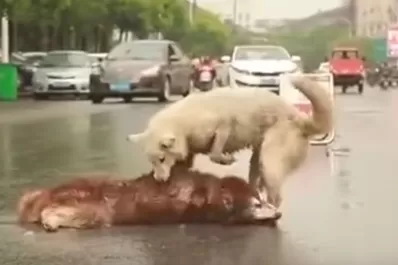 Un conmovedor video muestra la desesperación de un perro por salvar a su amigo