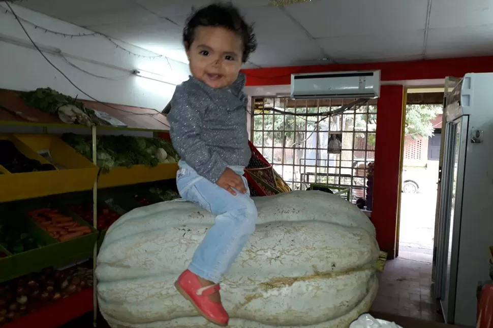 Cosechó un zapallo de más de 48 kilos: tenía la altura de mi nieta