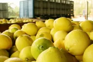 La exportación de limones a EEUU dejará ingresos de hasta U$S 50 millones anuales