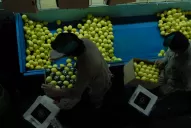 Inminente regreso del limón tucumano a Estados Unidos