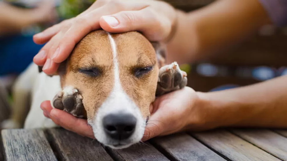 MASCOTAS. Serán los protagonistas de los festejos. ARCHIVO