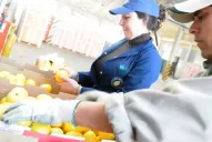 Por qué los limones tucumanos podrán ingresar solo al noreste estadounidense