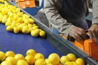 Con el reingreso del limón a EEUU, el Gobierno quiere que se instale una fábrica de pectina