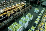 El ingreso de limones a los Estados Unidos empuja las acciones de la citrícola San Miguel