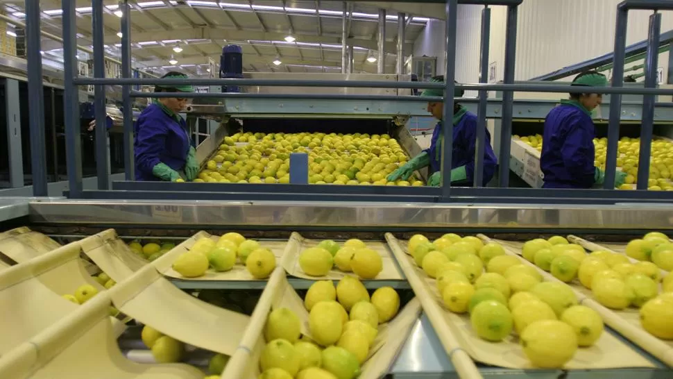 LIMONES TUCUMANOS. La imagen corresponde a una de la citrícolas tucumanas. ARCHIVO