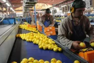 Citricultores de California accionarán ante la Justicia contra el ingreso de los limones argentinos a Estados Unidos