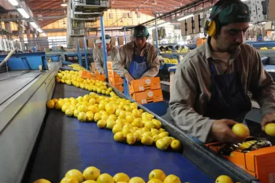 Citricultores de California accionarán ante la Justicia contra el ingreso de los limones argentinos a Estados Unidos