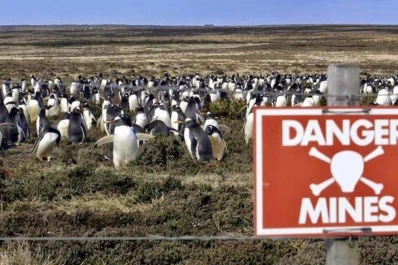 Las minas antipersonales de la guerra de Malvinas protegen la vida de los pingüinos