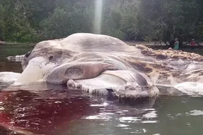 ¡Impresionante! encontraron el gigantesco cadaver de una criatura desconocida