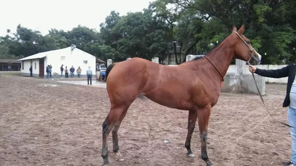 VA POR MÁS. Chica Sueca competirá en el clásico cuadrero de 325 metros.  