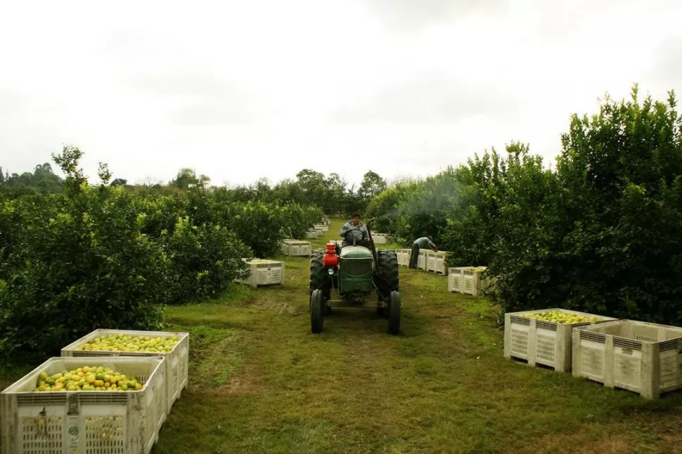 MANO DE OBRA. Intensa actividad se desarrolla en las fincas limoneras, porque están armando las exportaciones a los mercados de Rusia y la Unión Europea. 