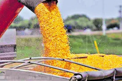 Agroindustria detectó 26 empresas en infracción con semillas