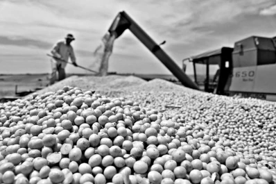 En el NOA rotan con gramíneas estivales