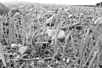 Se viene una campaña de trigo más técnica