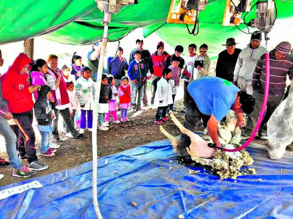 MARZO 2017. Se realizó la “1ª Capacitación sobre buenas prácticas de esquila y acondicionamiento del vellón” en la localidad de Lara, Tafí del Valle. Fotos INTA.-