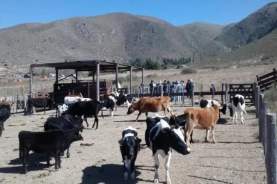 Los productores bovinos de montaña trabajan de manera sustentable