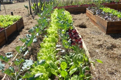 La frutihorticultura luleña necesita auxilio