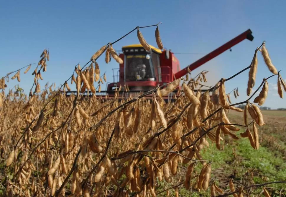 TRABAJO FINAL. En Tucumán aún quedan campos con soja, donde las máquinas cosechadoras realizan sus últimas pasadas para recoger toda la producción. 