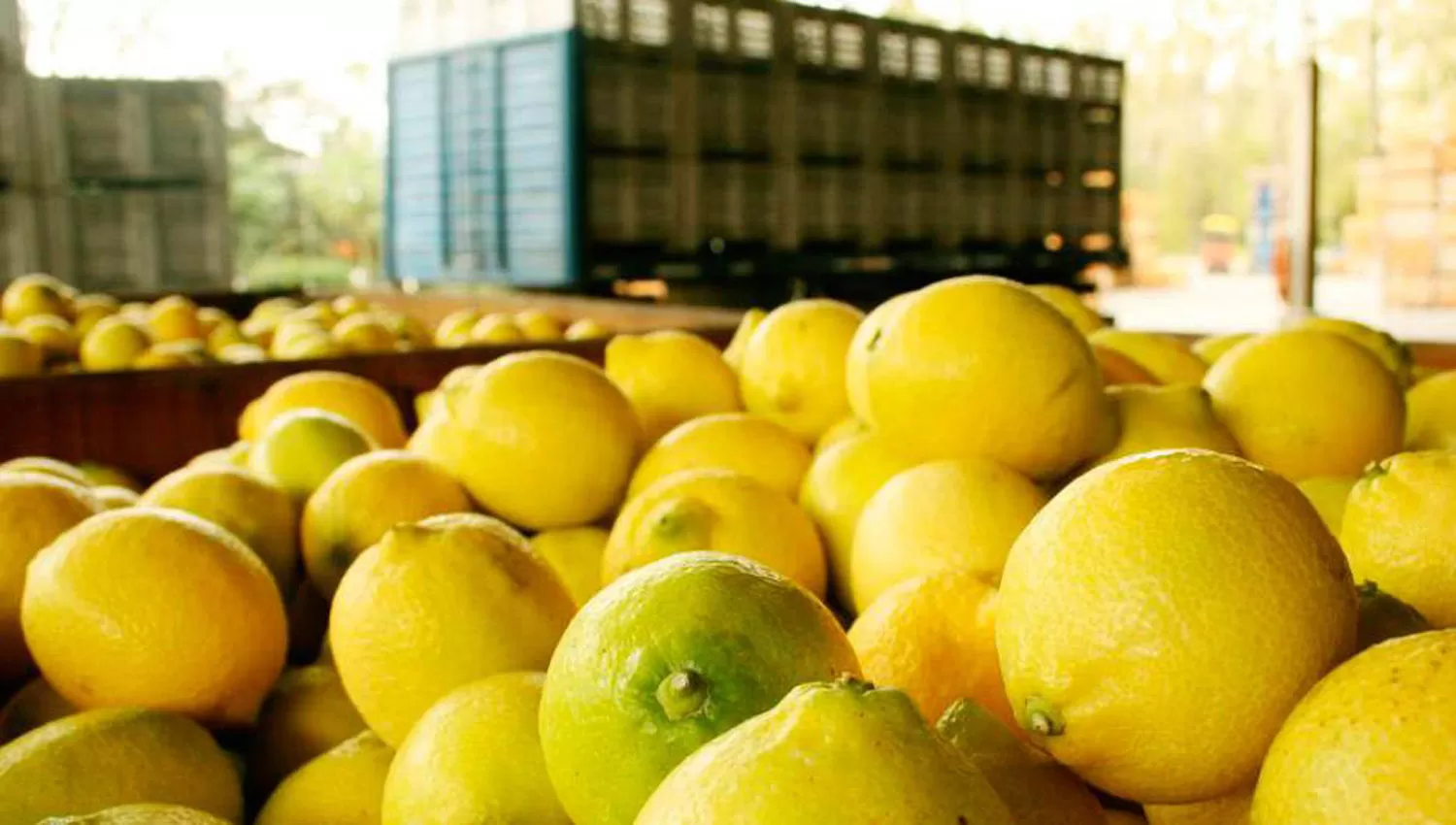 LIMÓN TUCUMANO. La fruta que se produce en la provincia se exporta. ARCHIVO