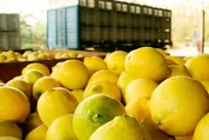 El aumento del dólar beneficia a la producción de limón tucumano, sostienen los citricultores