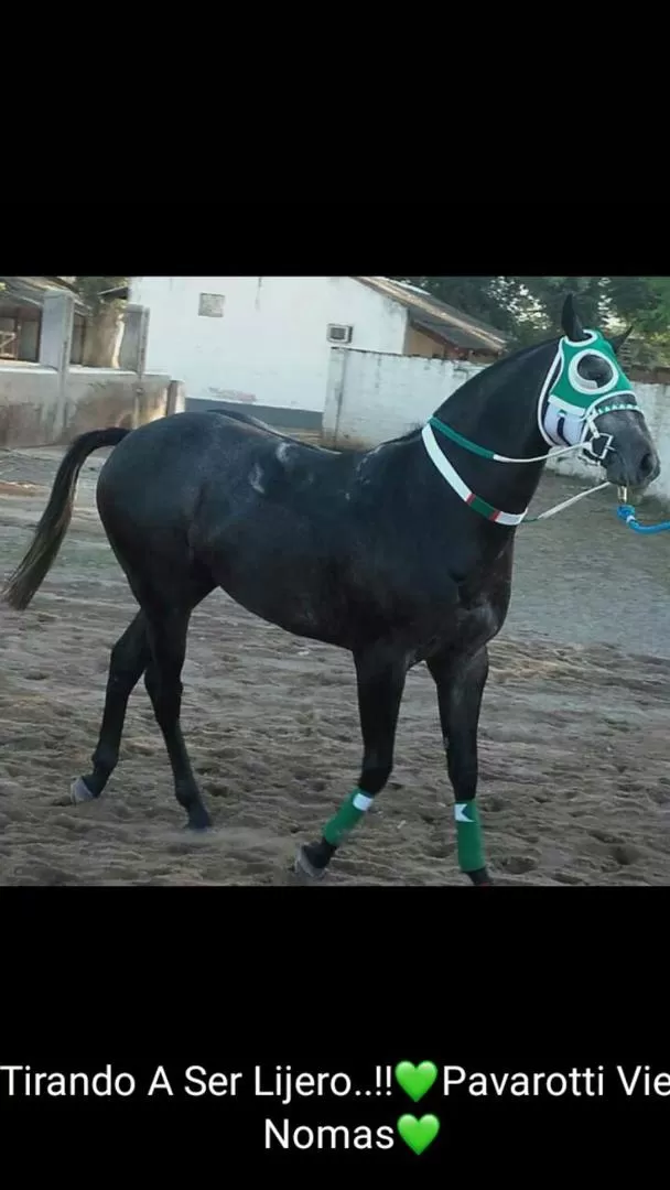 PROTAGONISTA. El tordillo ER Pavarotti correrá en el clásico de cuartos milla.  