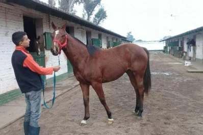 Subastarán ejemplares