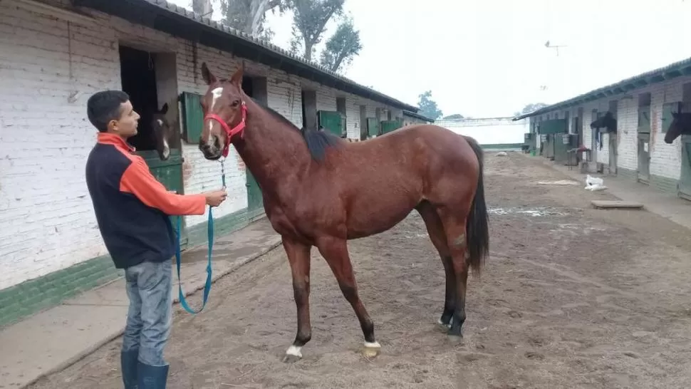 POTRILLO. ER Mate y Venga será uno de los ejemplares que irá a remate.  