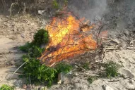 El Senasa detectó y erradicó una planta afectada por el HLB en Santiago del Estero